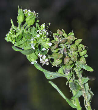 صورة Lepidium hirtum subsp. stylatum (Lag. & Rodr.) Thell.