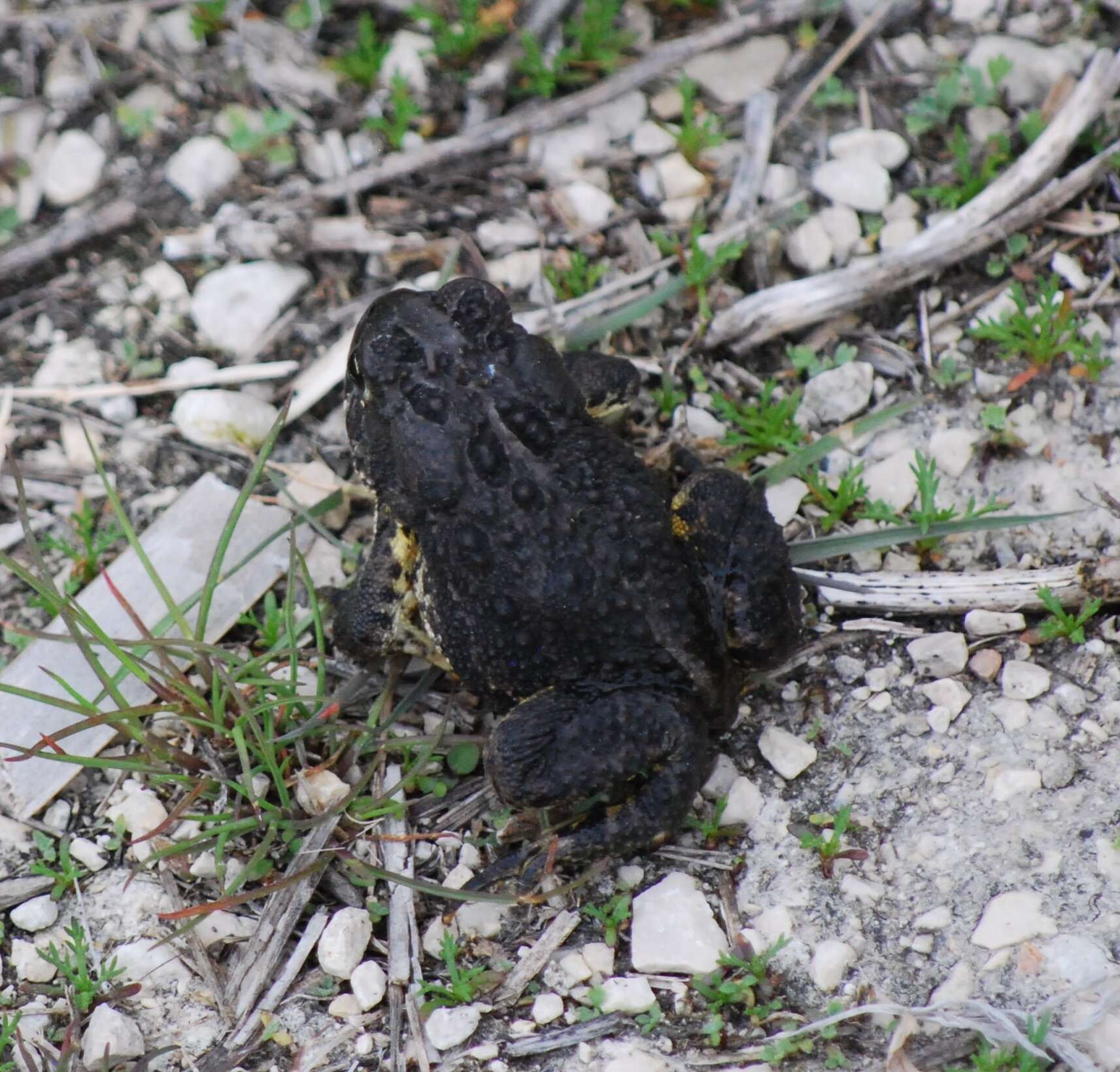 Plancia ëd Anaxyrus hemiophrys (Cope 1886)