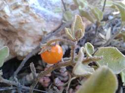 Imagem de Solanum tomentosum var. tomentosum