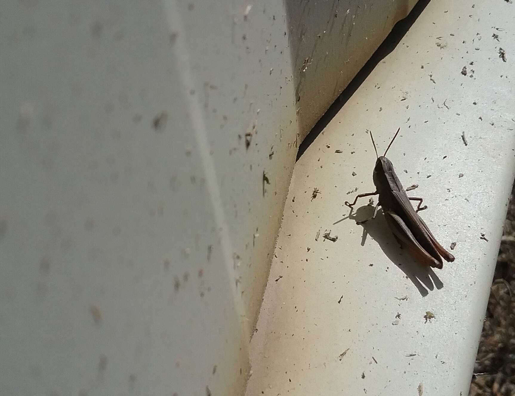 Image of Brown Winter Grasshopper