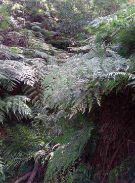 Image of Chain Fern Rhizome