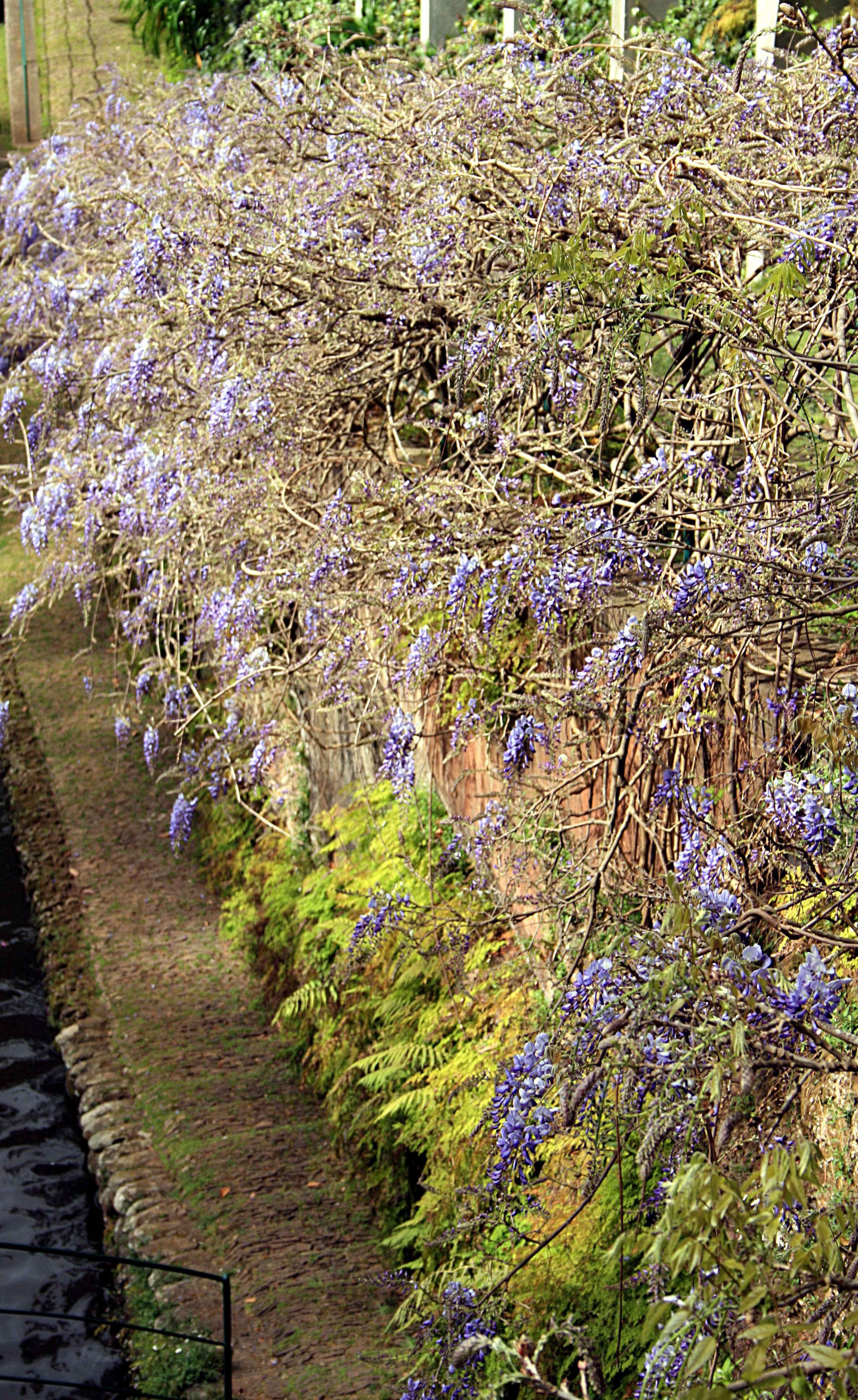 Image of Chinese wisteria