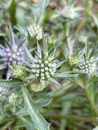 Image of Eryngium pinnatifidum Bunge