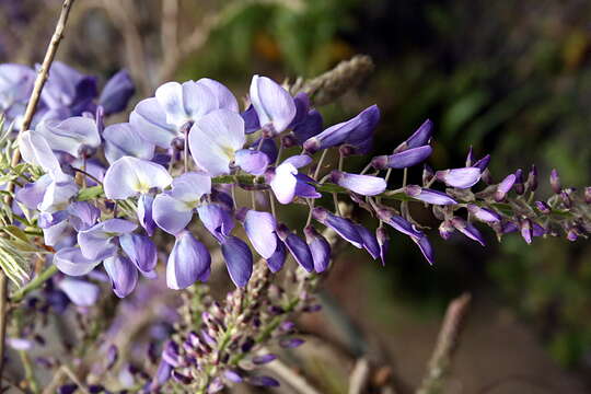 Image of Chinese wisteria