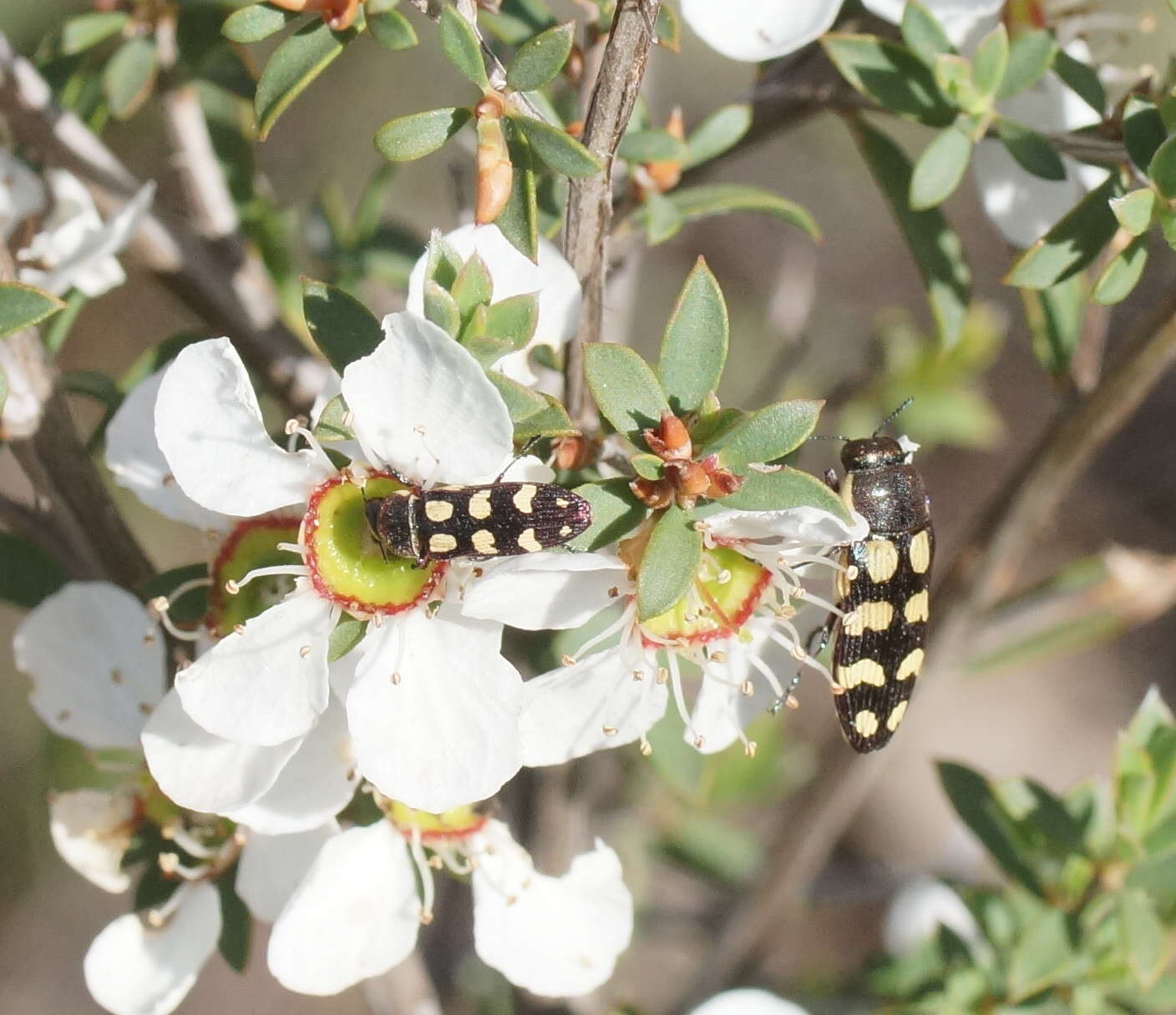 Image of Castiarina decemmaculata (Kirby 1818)