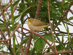 Image of Abyssinian White-eye