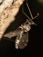 Image of Leptotarsus (Macromastix) cubitalis (Edwards 1923)