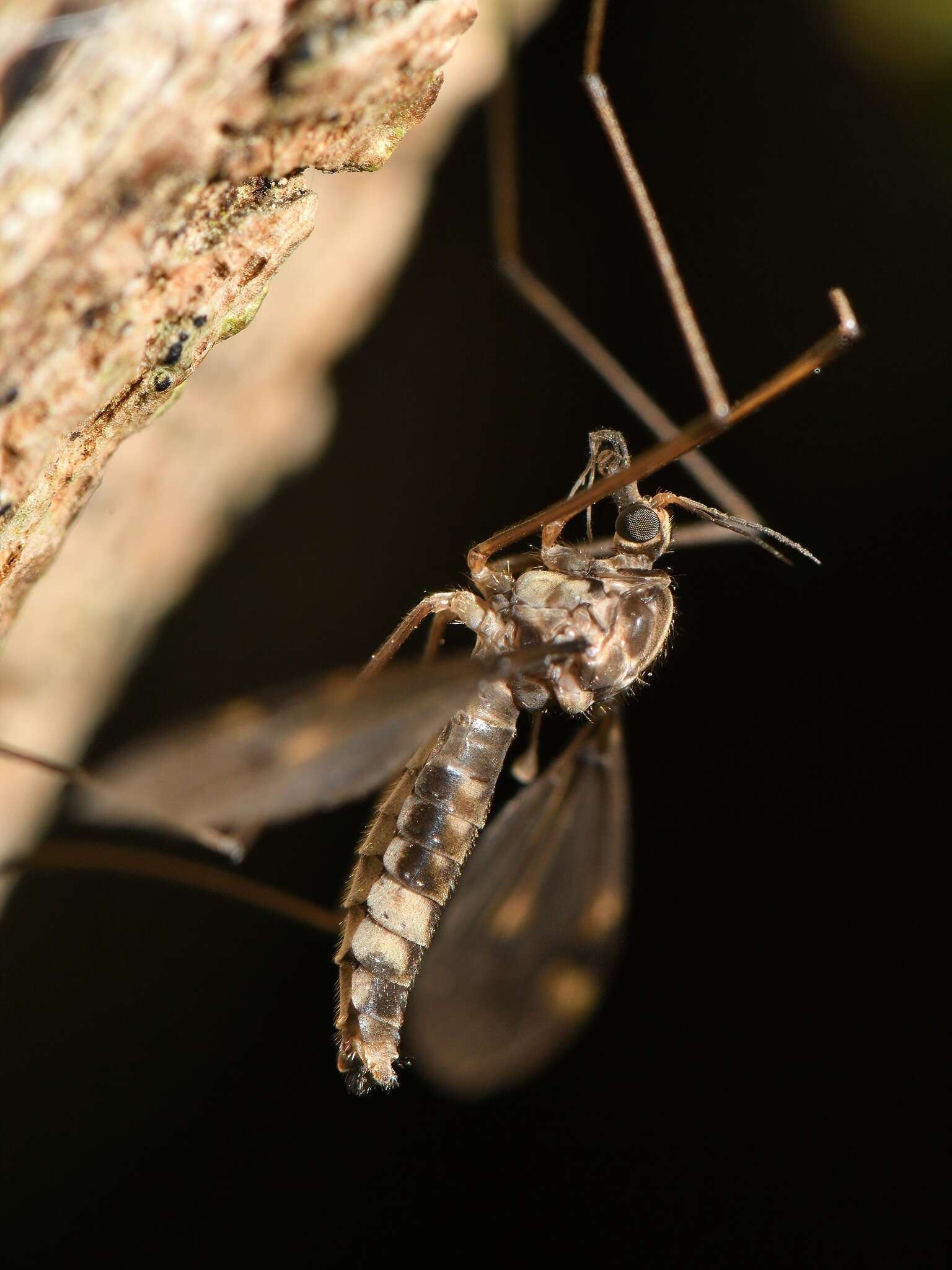 Image of Leptotarsus (Macromastix) cubitalis (Edwards 1923)