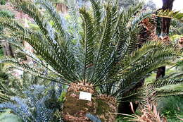 Image of Eastern Cape Blue Cycad