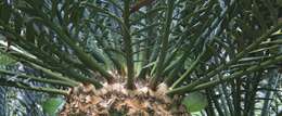 Image of Eastern Cape Blue Cycad