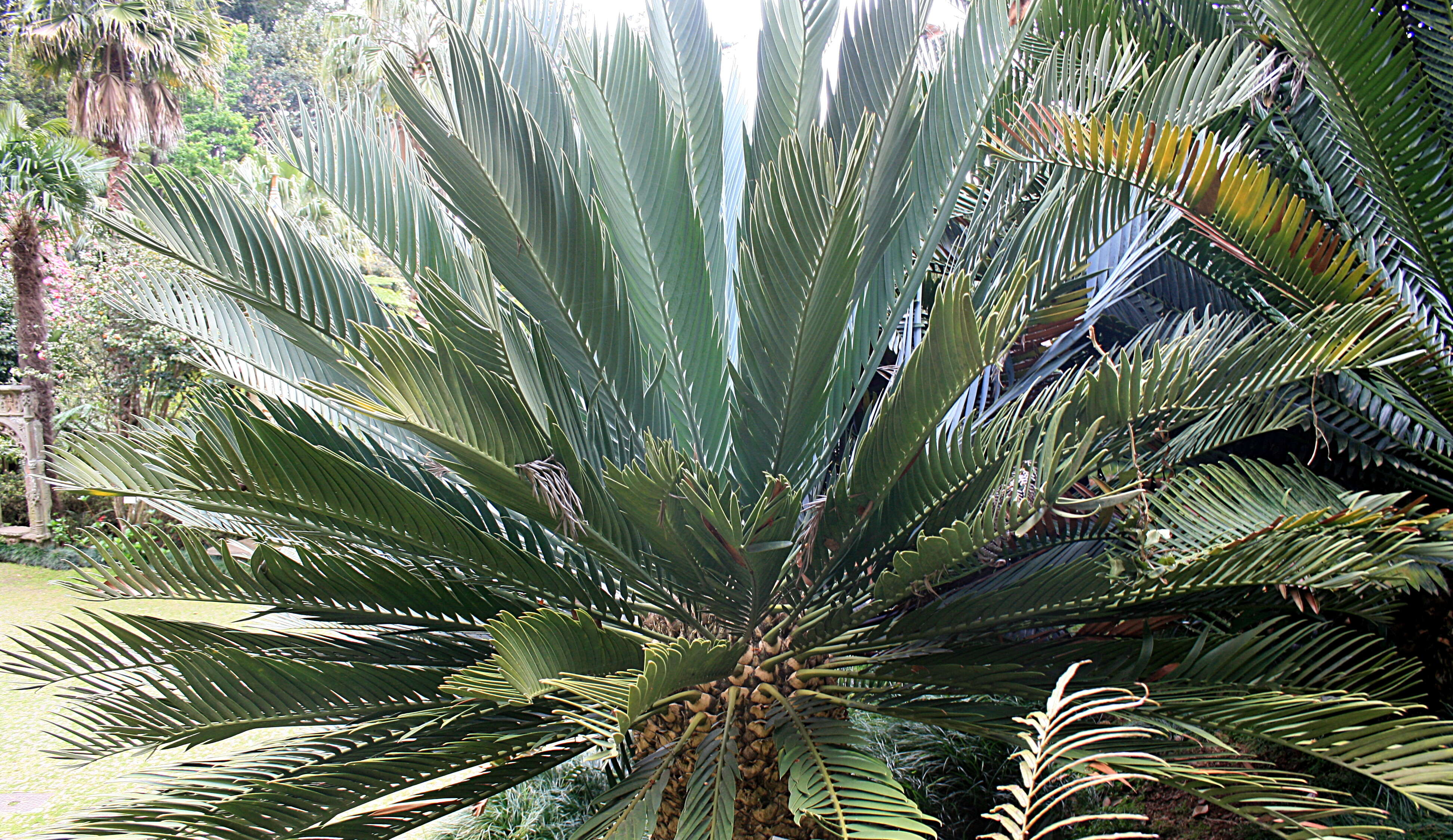 Image of Kei Cycad