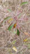 Plancia ëd Cornus asperifolia Michx.