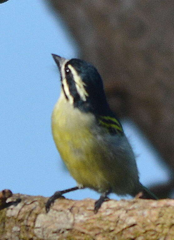 صورة Pogoniulus bilineatus bilineatus (Sundevall 1850)