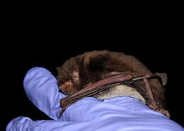 Image de Myotis austroriparius (Rhoads 1897)