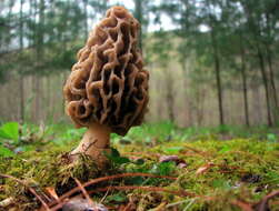 Image of Morchella vulgaris