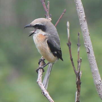 Image of Bull-headed Shrike