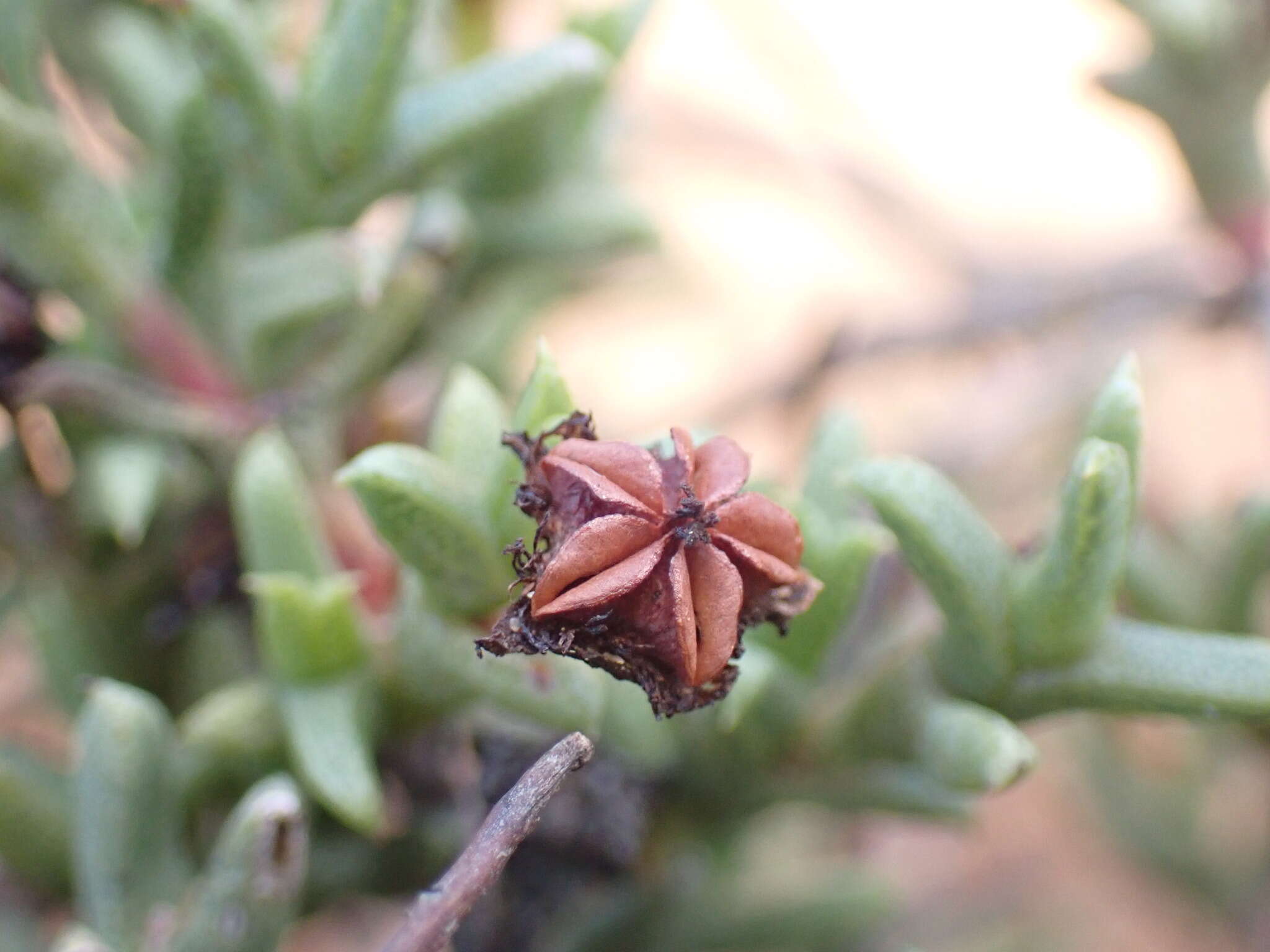 Слика од Ruschia uitenhagensis (L. Bol.) Schwant.