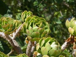 Image of tree aenium