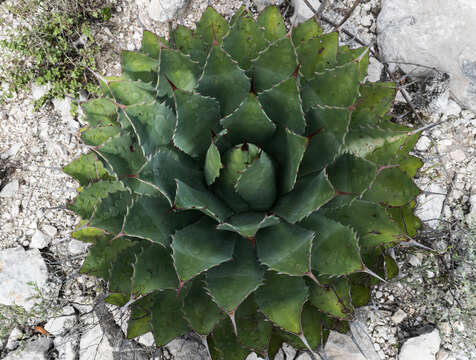 Image of Agave potatorum Zucc.