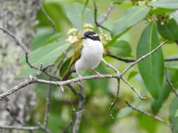 Image of White-throated Honeyeater