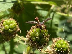 صورة Physocephala burgessi (Williston 1882)