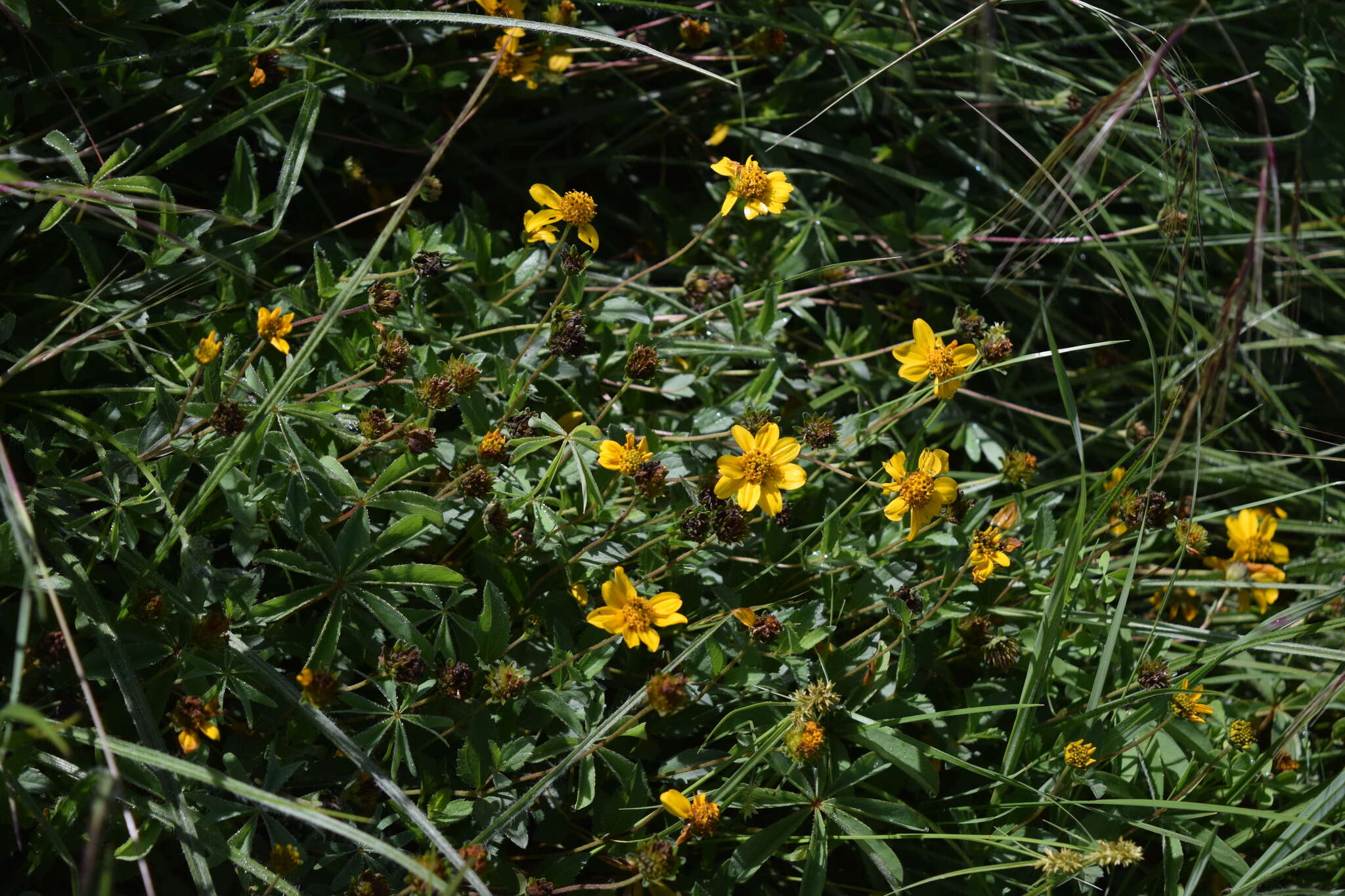 Image de Lasianthaea aurea (D. Don) K. M. Becker