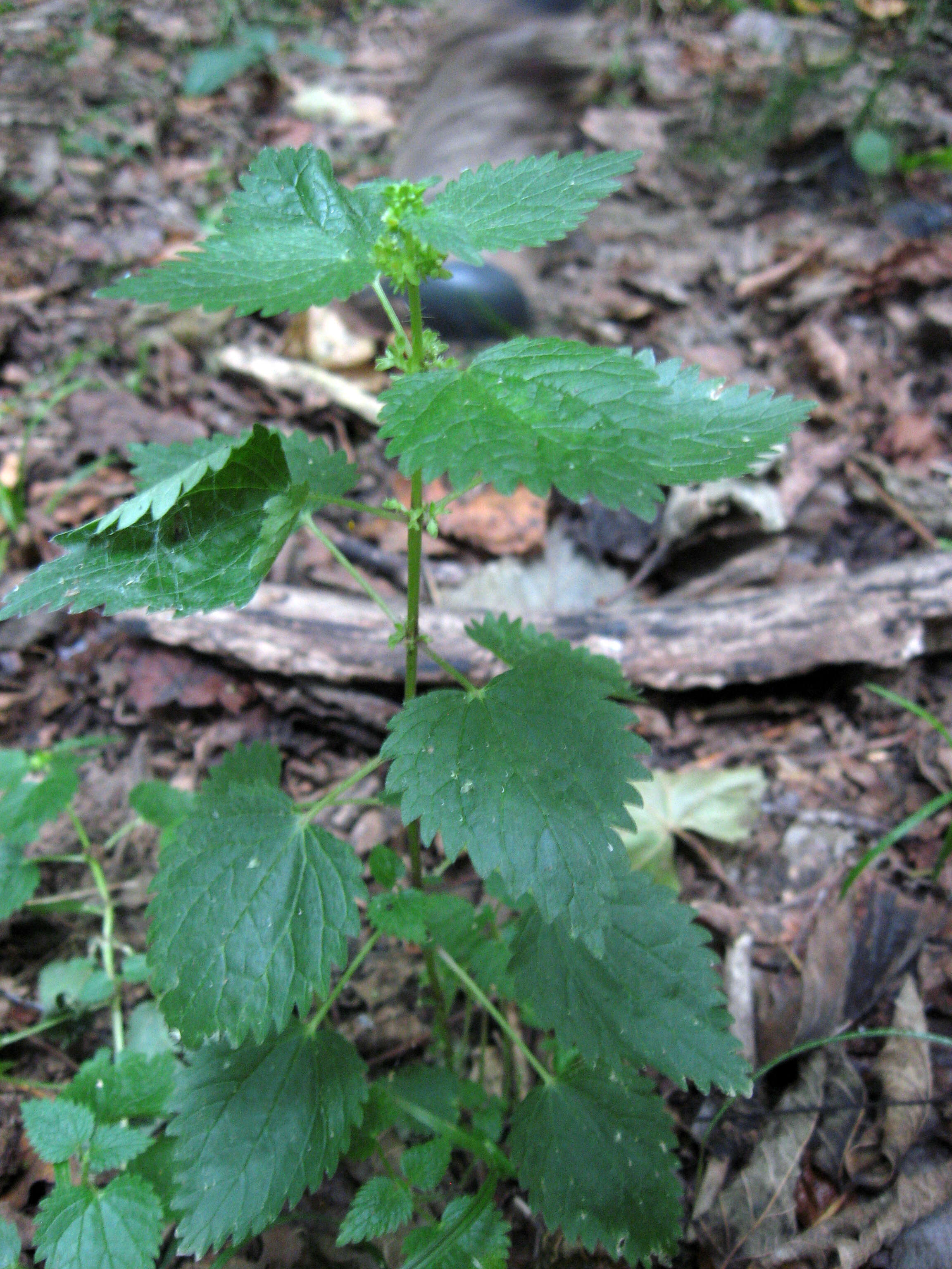 Слика од Urtica chamaedryoides Pursh