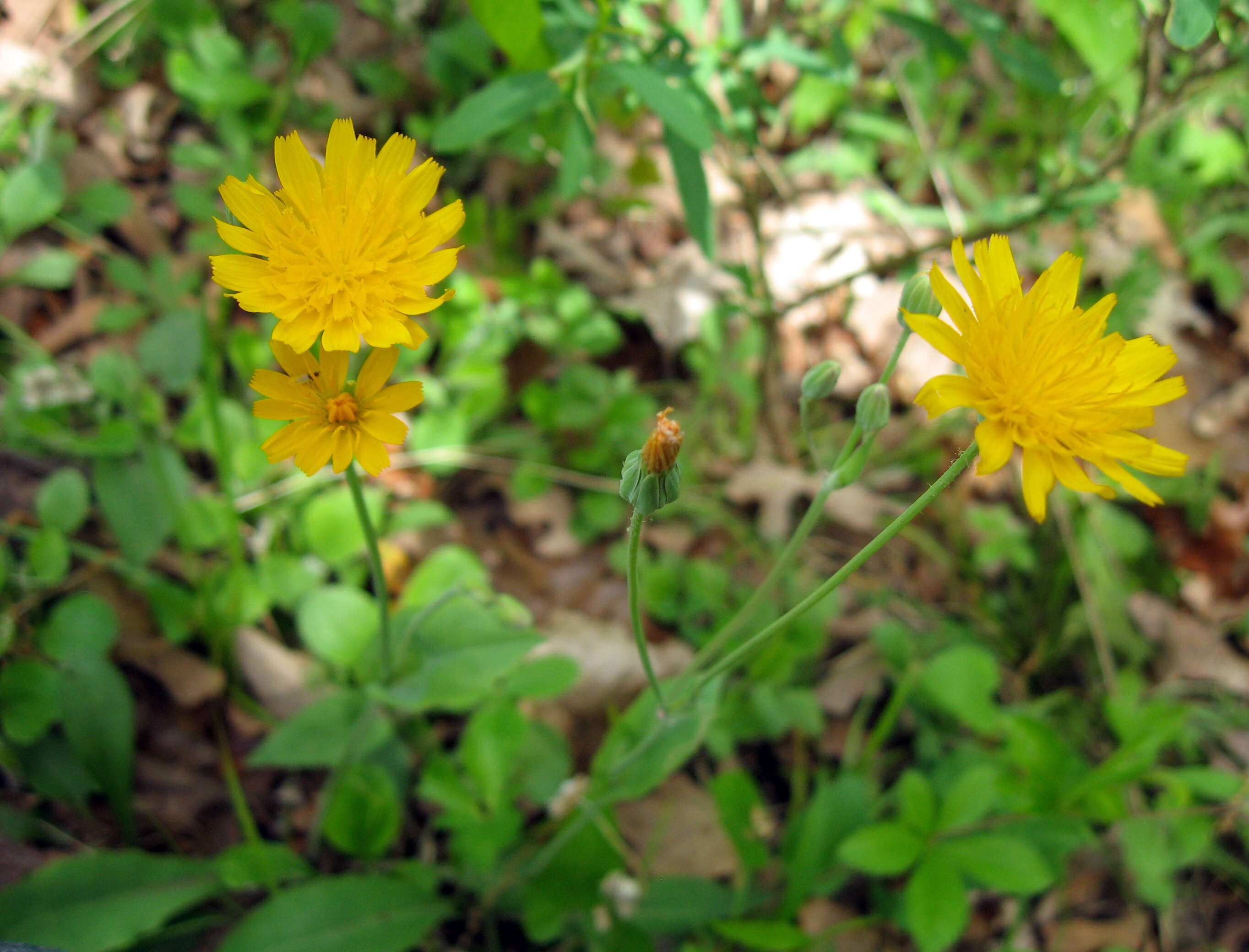 Image of twoflower dwarfdandelion