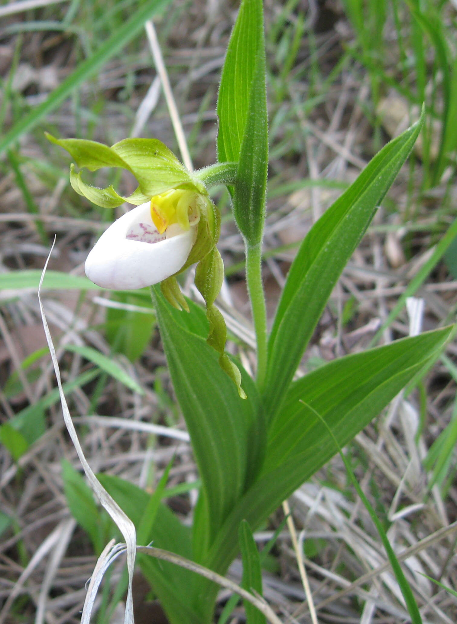 Imagem de Cypripedium candidum Muhl. ex Willd.