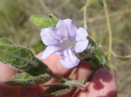 Plancia ëd Ruellia cordata Thunb.