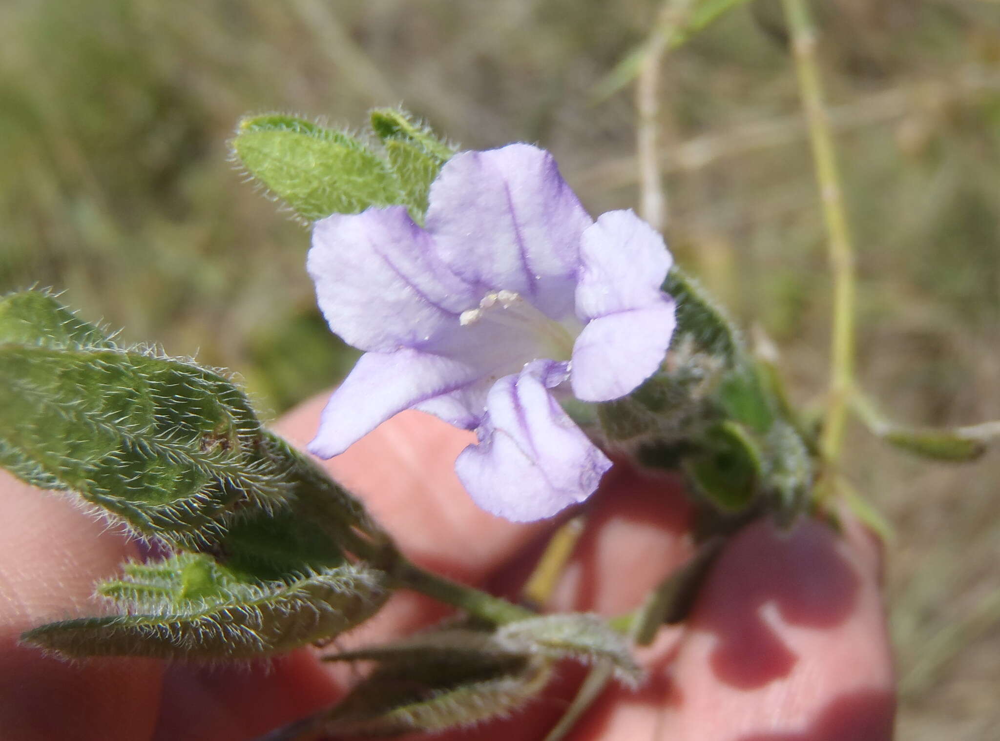 صورة Ruellia cordata Thunb.