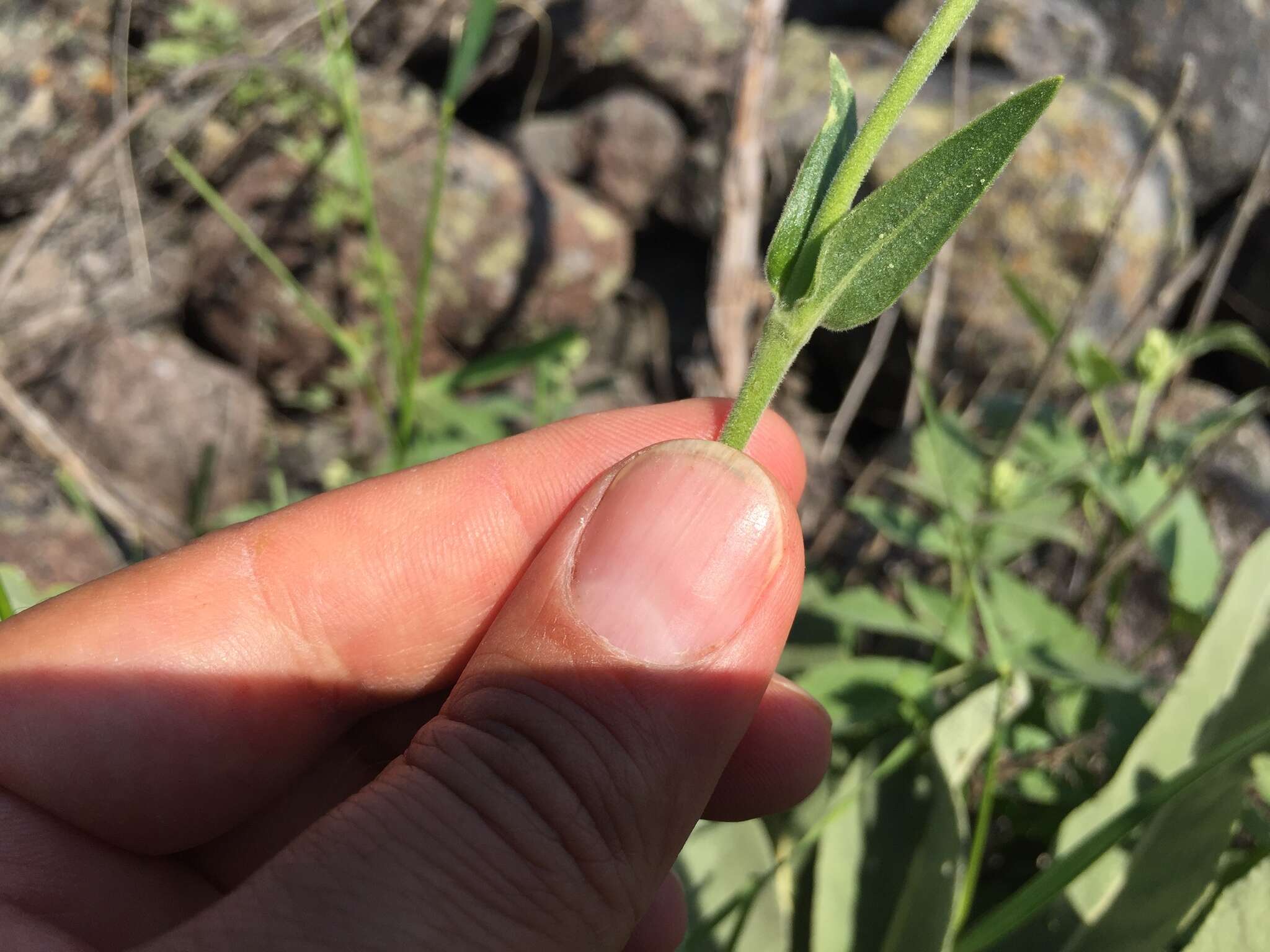 Plancia ëd Silene montbretiana Boiss.