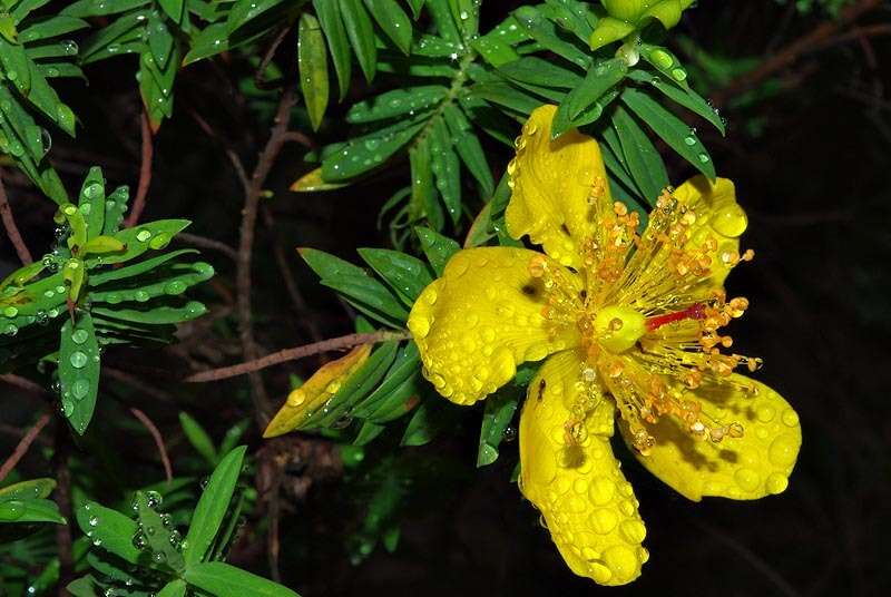 Image of Hypericum revolutum subsp. revolutum