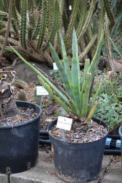 Image of tequila agave