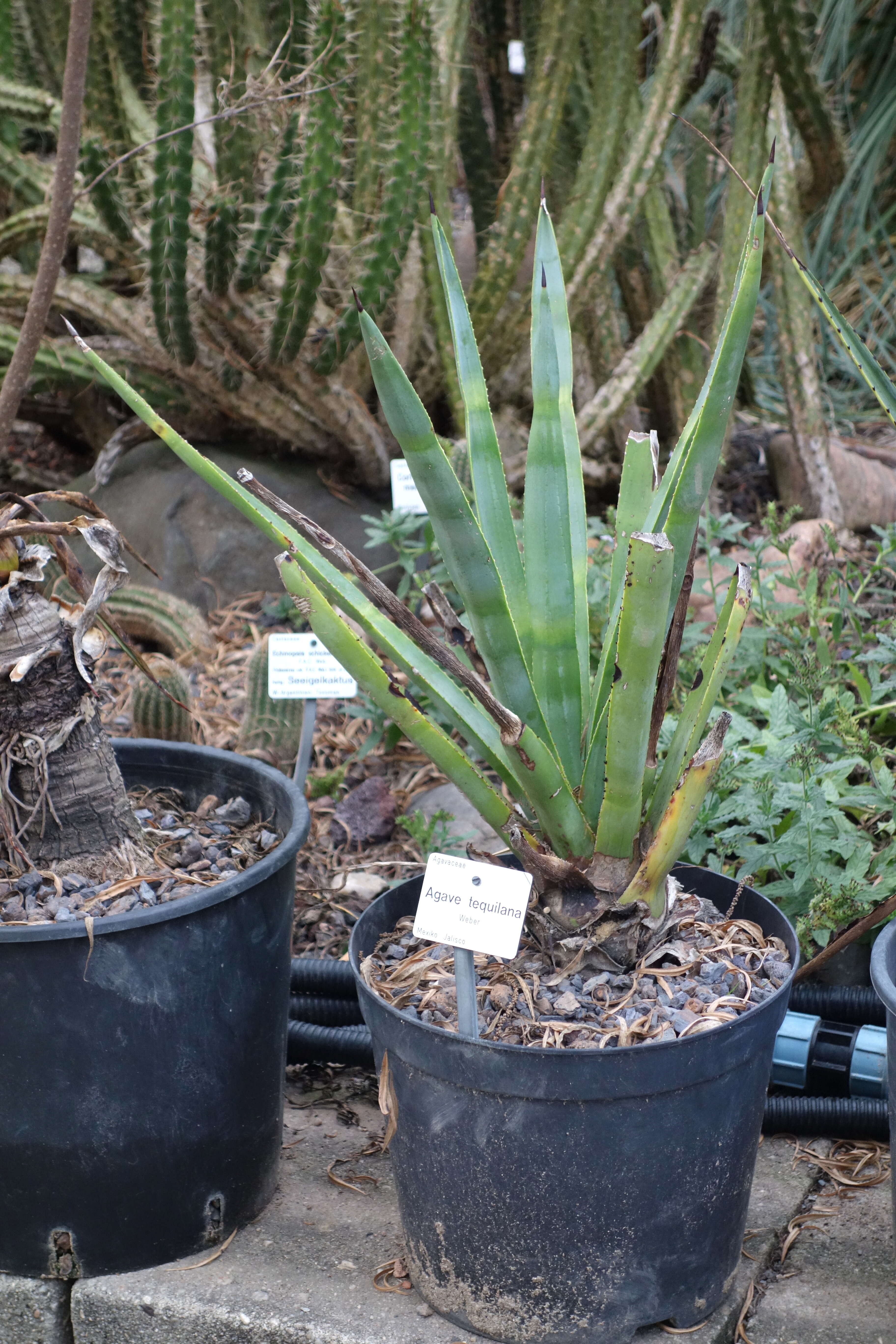 Image of tequila agave