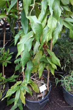 Image of Aristolochia westlandii Hemsl.