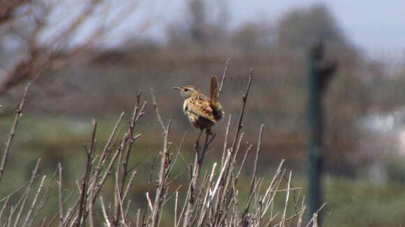 Image of Grass Wren