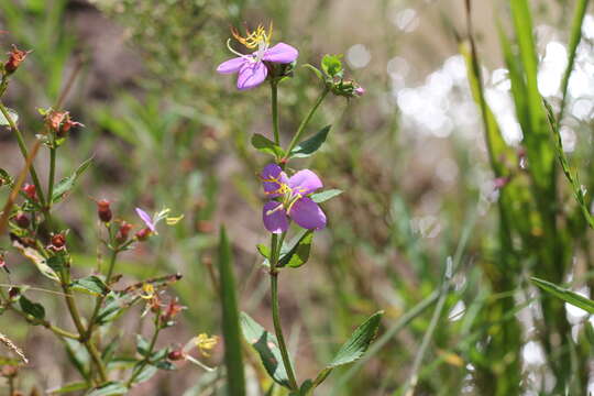 Image of Chaetogastra nitida