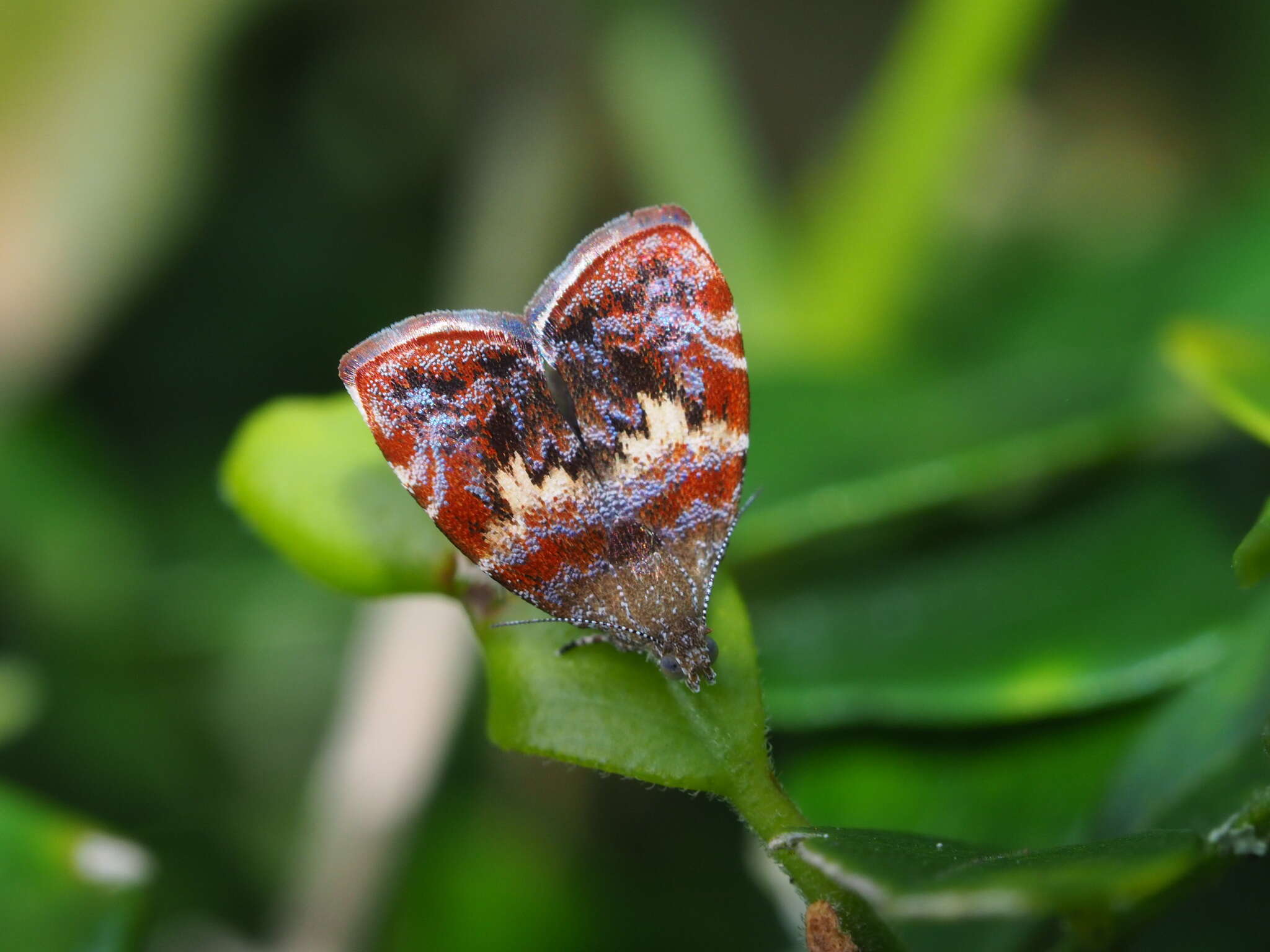 Image of Choreutis sexfasciella Sauber 1902