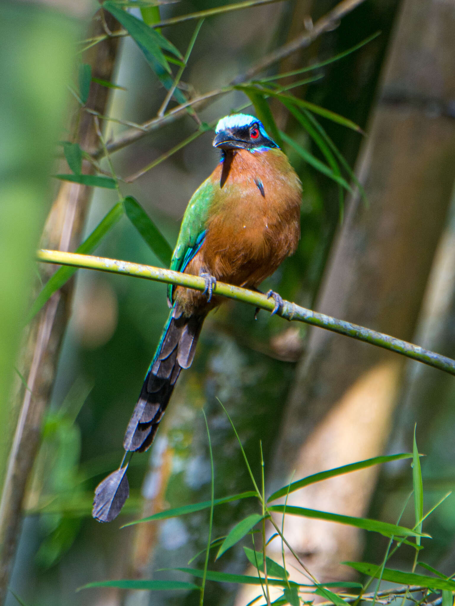 Momotus bahamensis (Swainson 1838) resmi