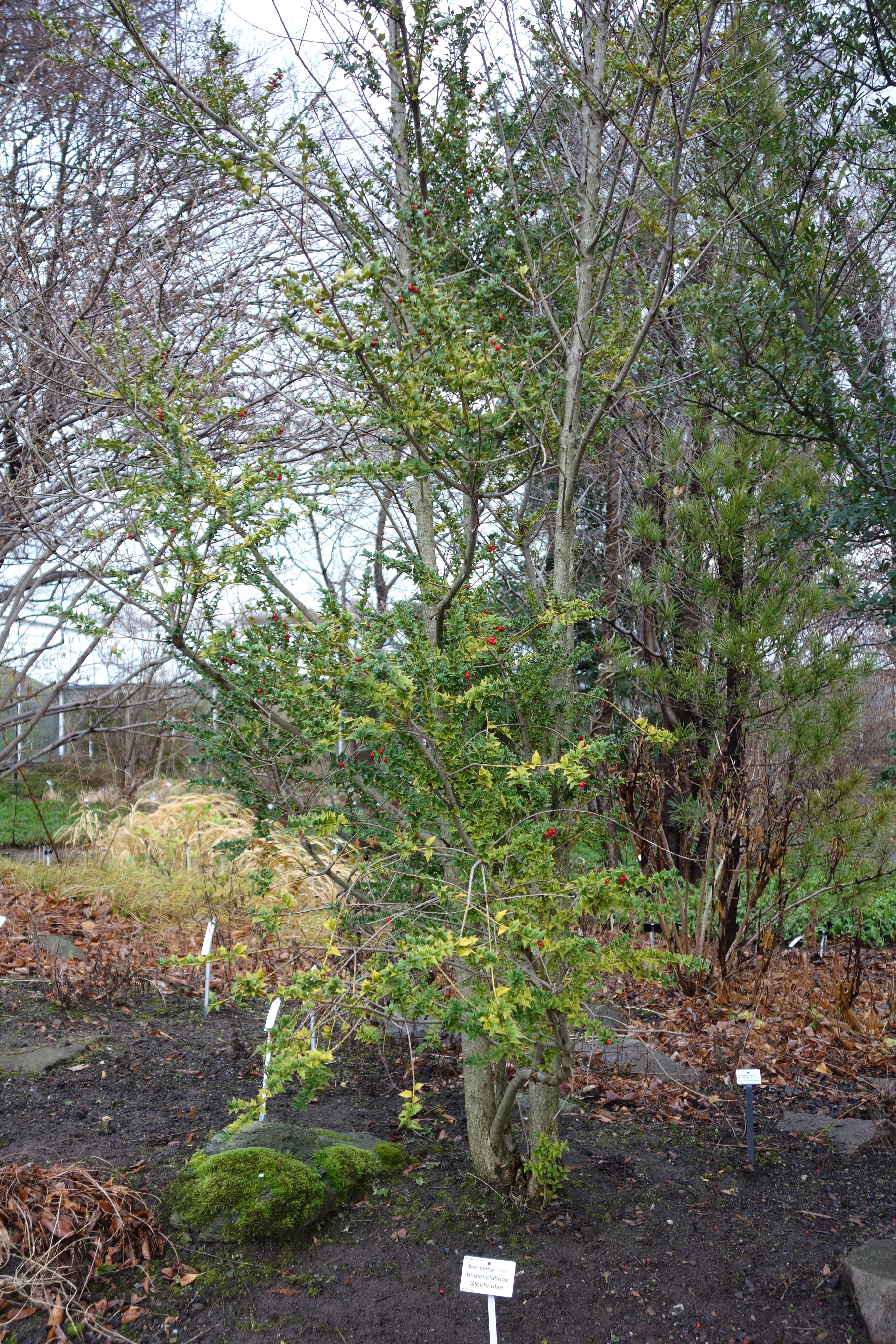 Image of Perny's Holly