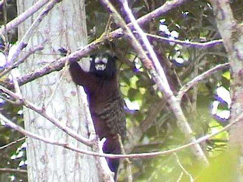 Image of brown-mantled tamarin