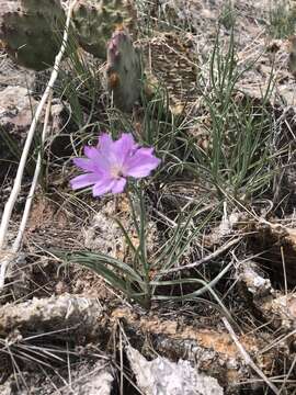 صورة Lygodesmia grandiflora (Nutt.) Torr. & A. Gray