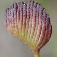 Imagem de Schizaea pectinata (L.) Sw.