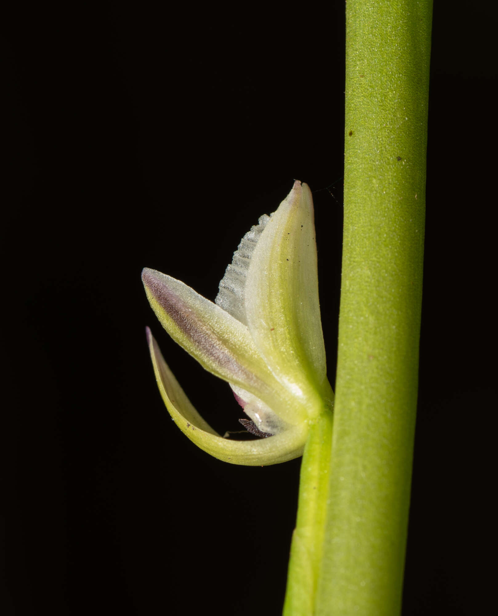 Image of Christmas leek orchid