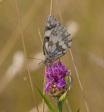 Image of marbled white