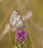 Imagem de Melanargia galathea Linnaeus 1758