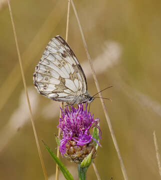 Image of marbled white