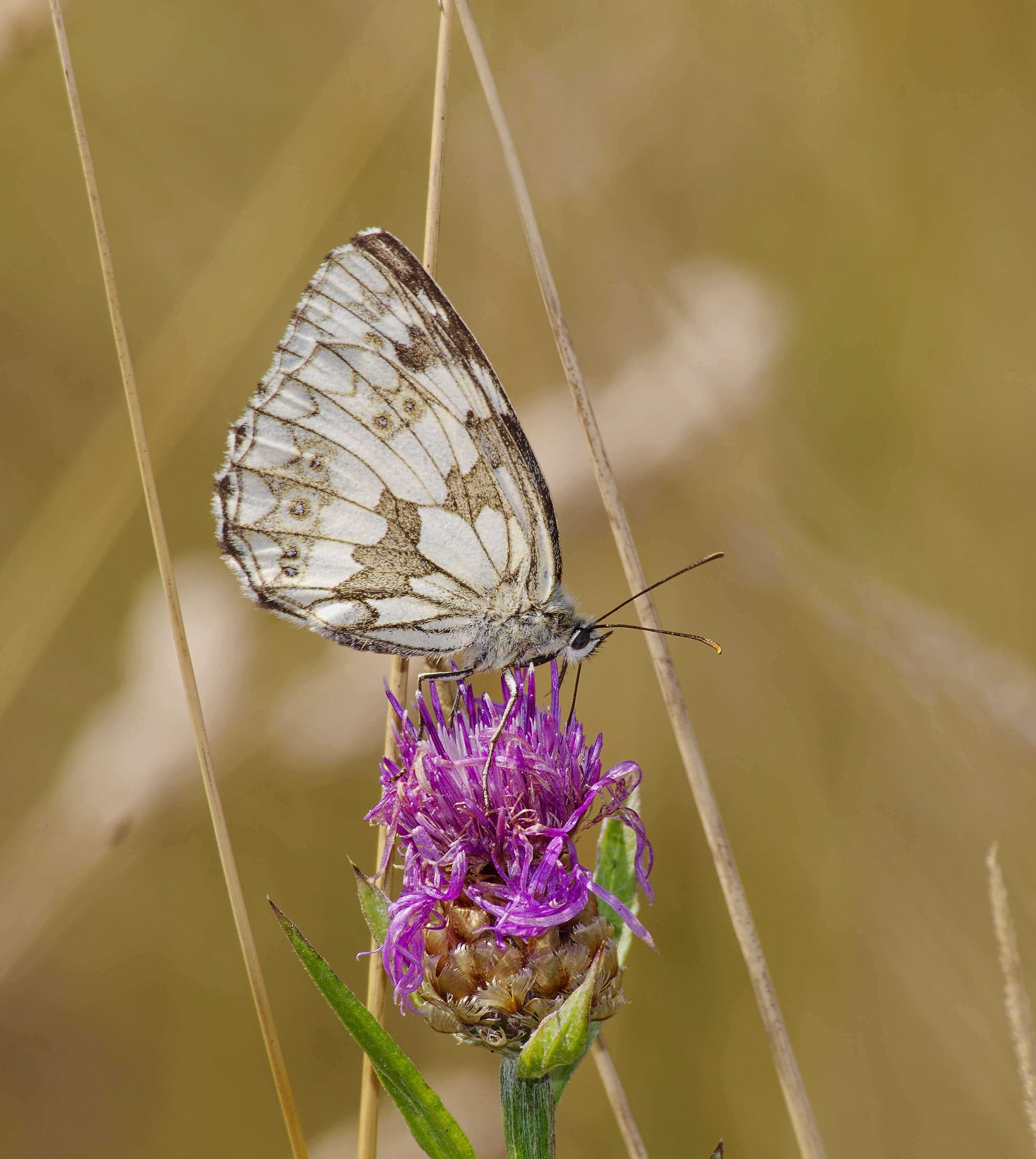 Imagem de Melanargia galathea Linnaeus 1758