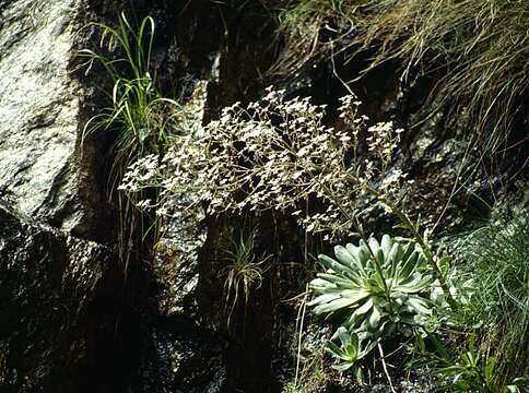 Image of Saxifraga cotyledon L.